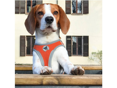 Trupore për qen, Arancio, Croci