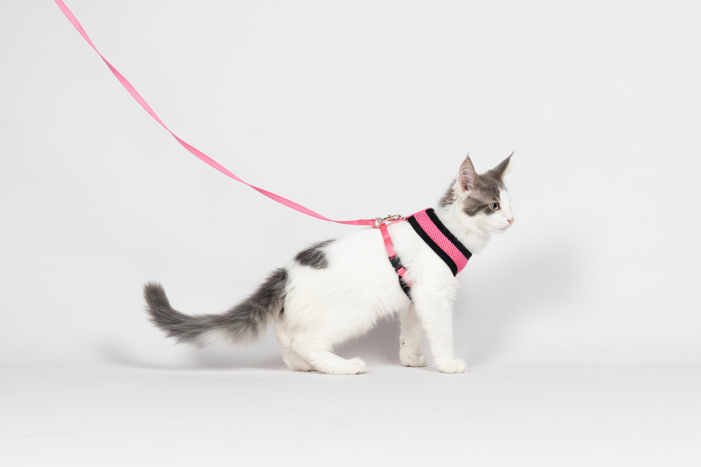 Trupore dhe Litar për mace, pink, Flamingo