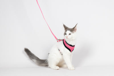 Trupore dhe Litar për mace, pink, Flamingo