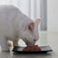Ushqim i lëngshëm për mace, pulë + lepur, Vom Feinsten, Animonda, 85 gr.
