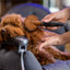 Brushë profesionale për qen & mace, Barber Shop, Croci
