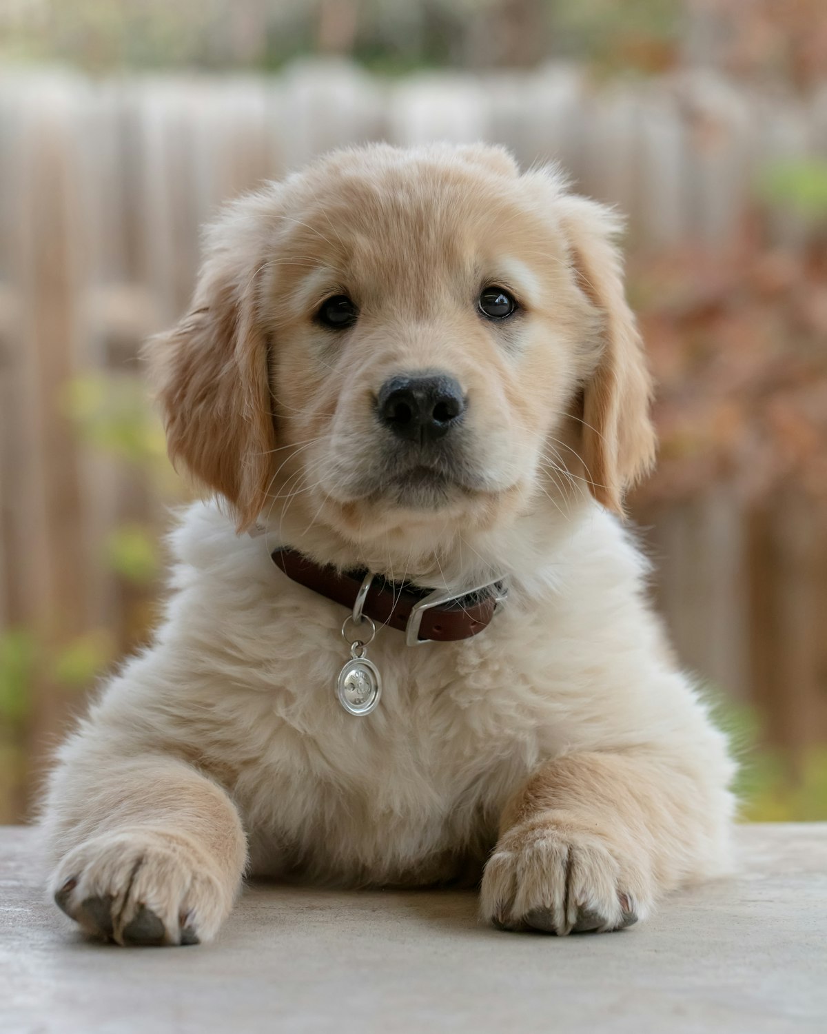 Këlysh golden retriever