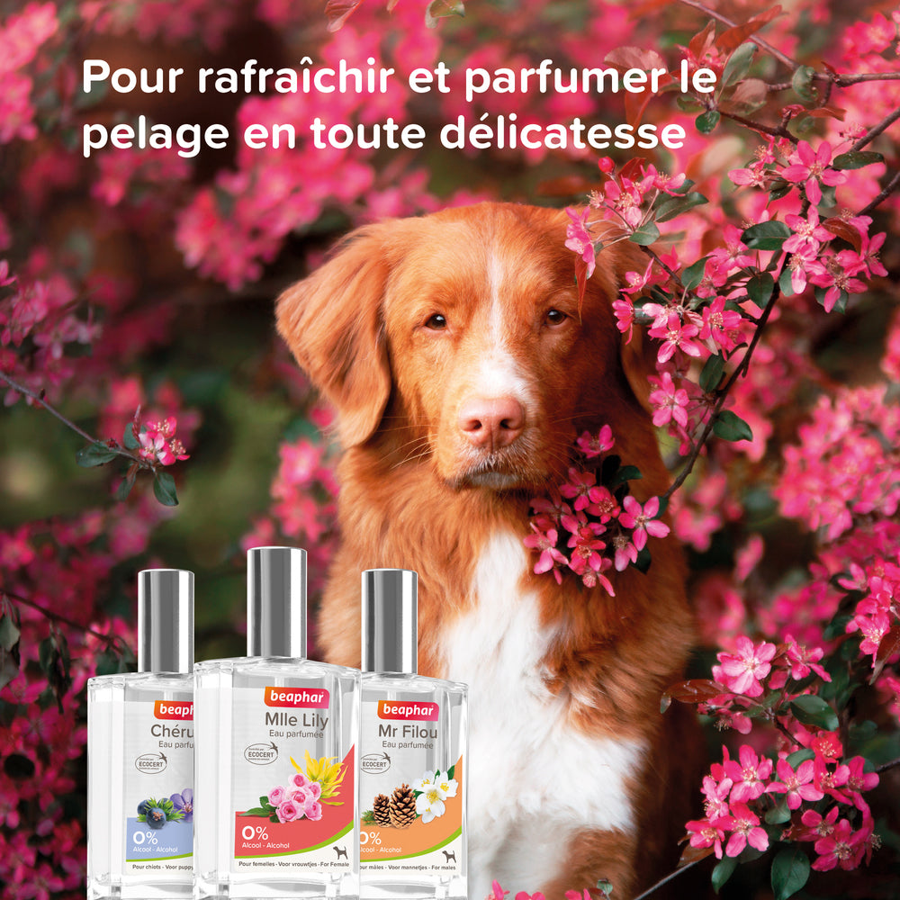 Parfum për femra, Female Dog Perfume (EDP) Lily, 50 ml