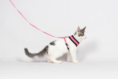 Trupore dhe Litar për mace, pink, Flamingo