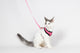 Trupore dhe Litar për mace, pink, Flamingo