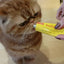 Paste kunder topthave te qimeve, BoloVia, HairBall Remover, 100 gr.